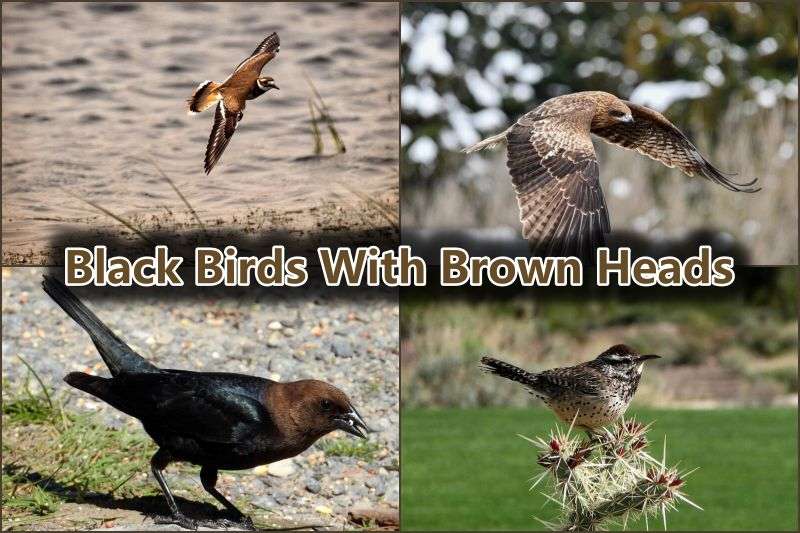 Black Birds With Brown Heads