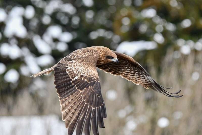 Black Kite