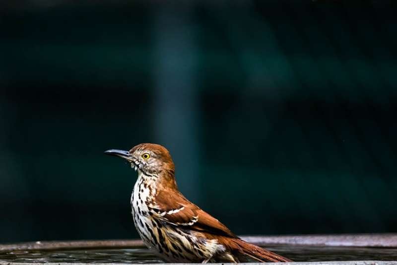 Brown Thrasher