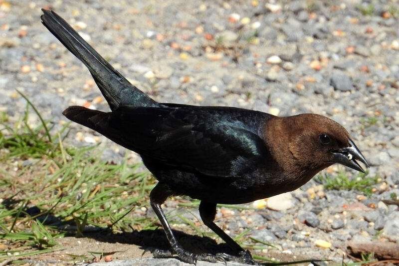 Brown-headed Cowbird