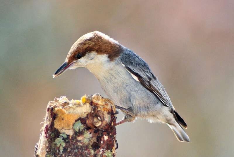 Brown-headed Nuthatch