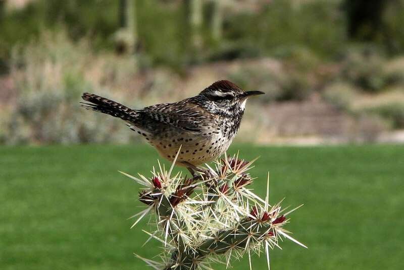 Cactus Wren