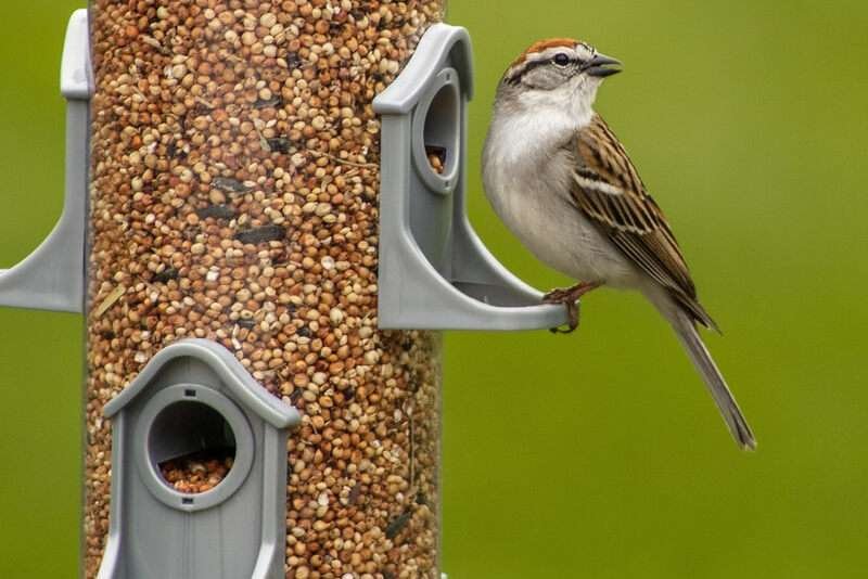 Chipping Sparrow