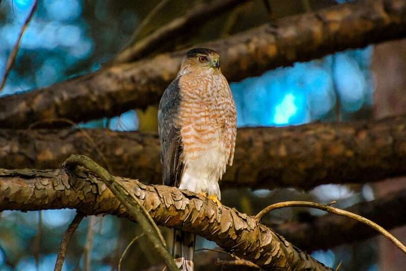 Cooper's Hawk