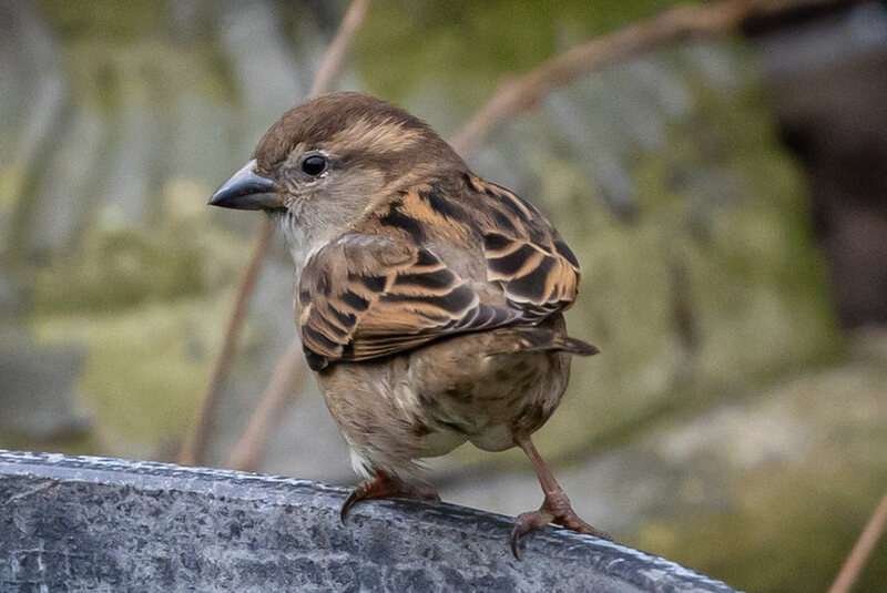 House Sparrow