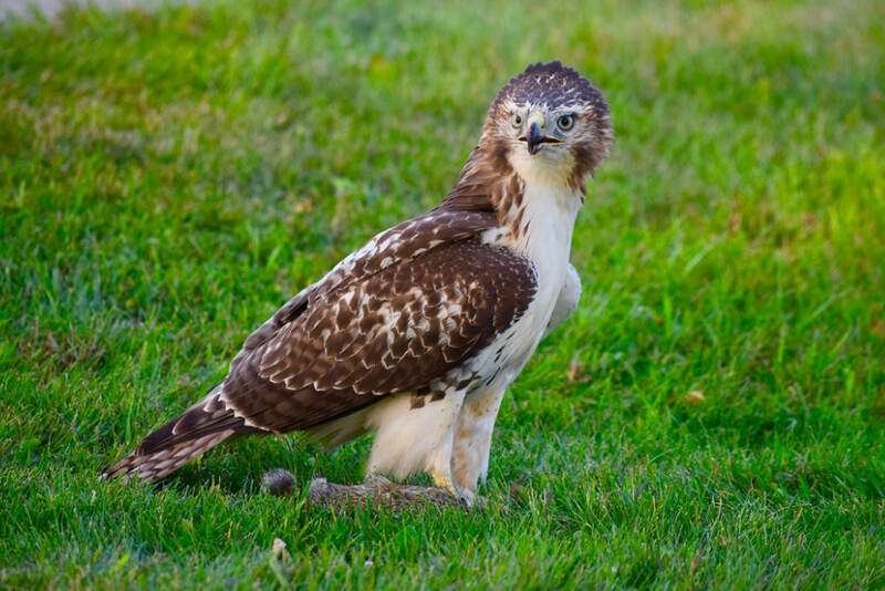 Red-tailed Hawk