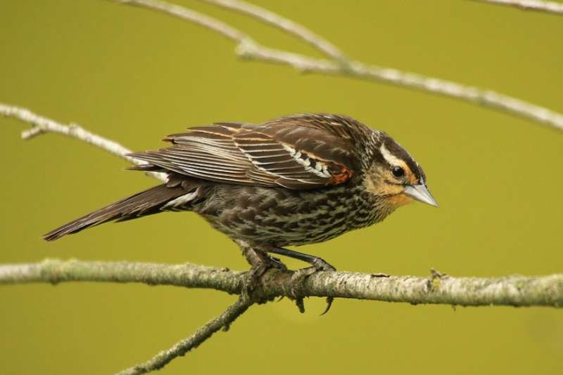 Red-winged Blackbird