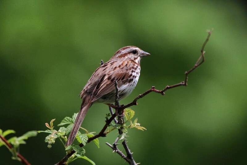 Song Sparrow