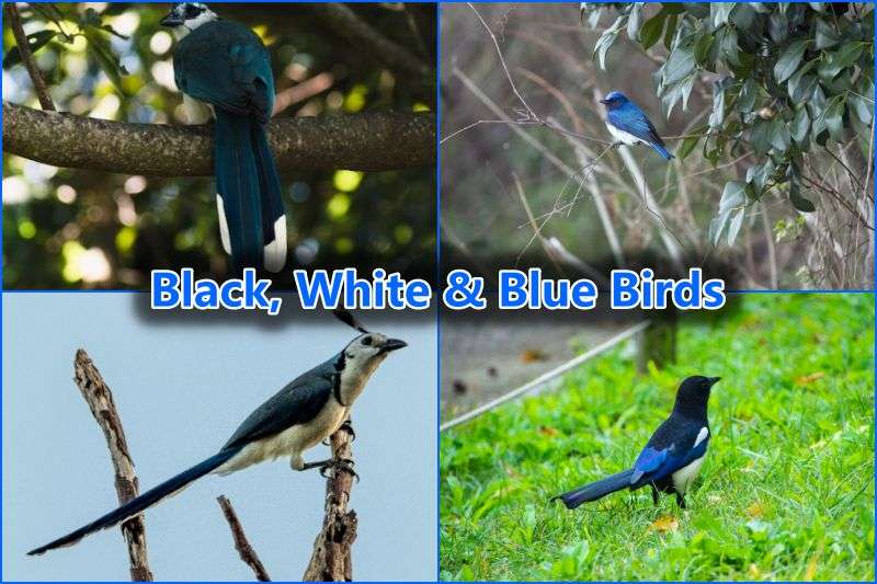 Black, White & Blue Birds