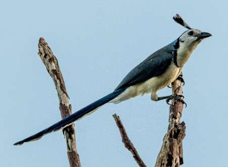 White-throated Magpie-jay