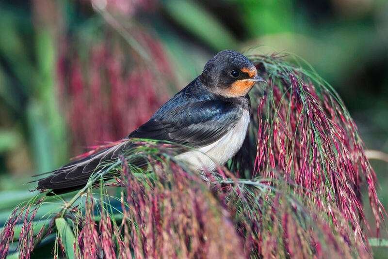 Barn Swallow