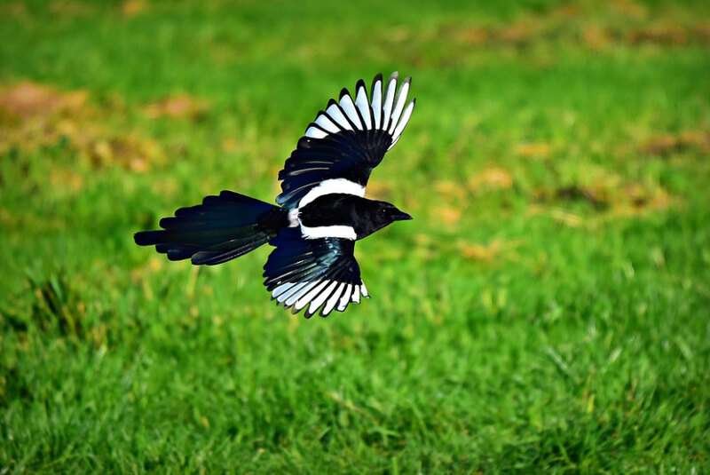 Black-billed Magpie