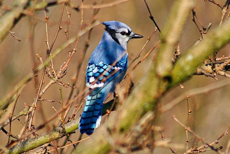 Blue Jay