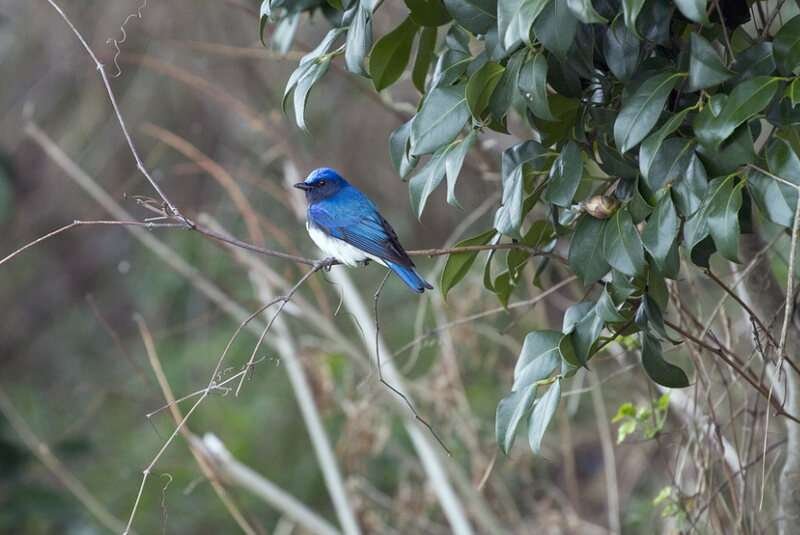 Blue and white flycatcher