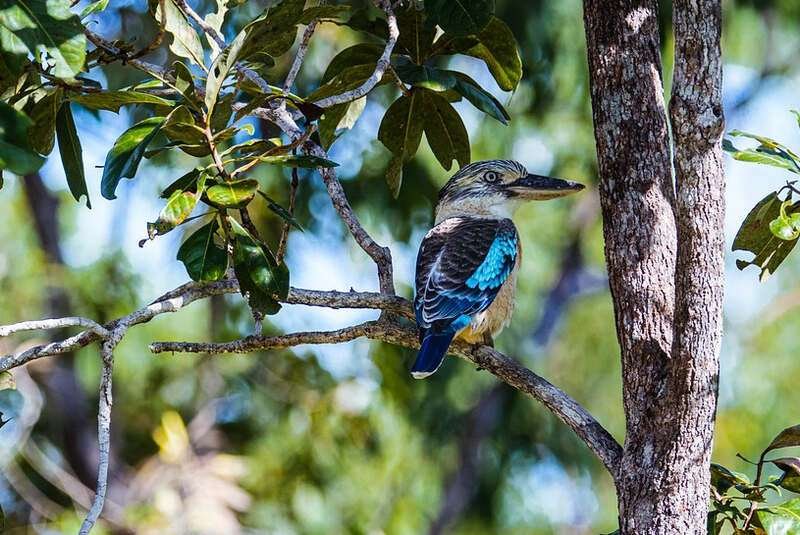 Blue-winged kookaburra