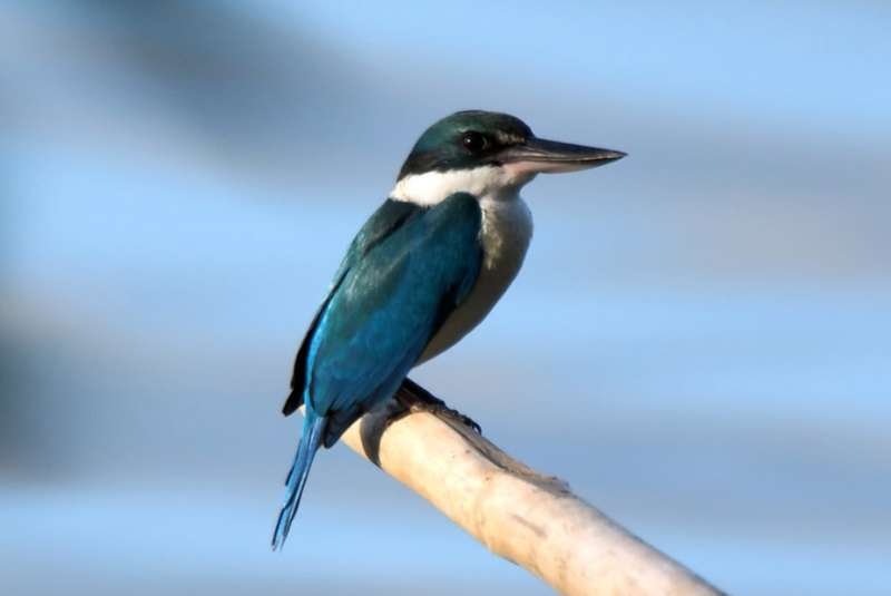 Collared Kingfisher