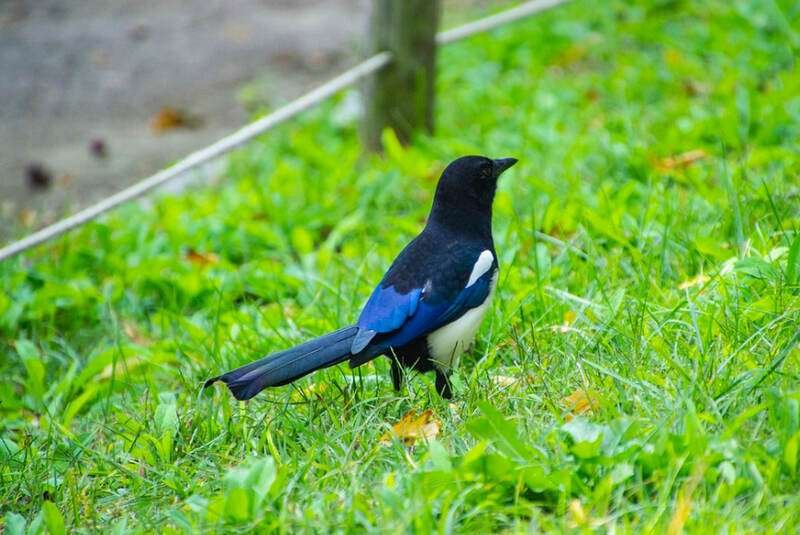 Eurasian Magpie