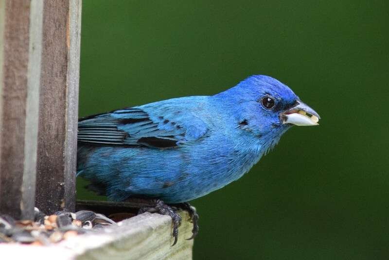 Indigo Buntings