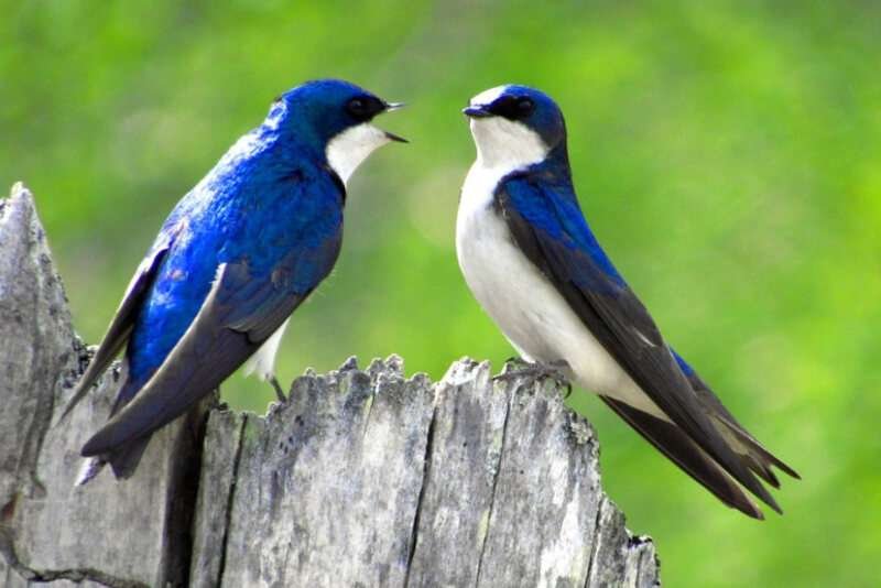 Tree Swallow