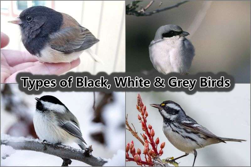 Black, White and Grey Birds