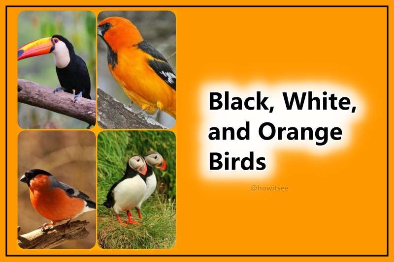 Black, White, and Orange Birds