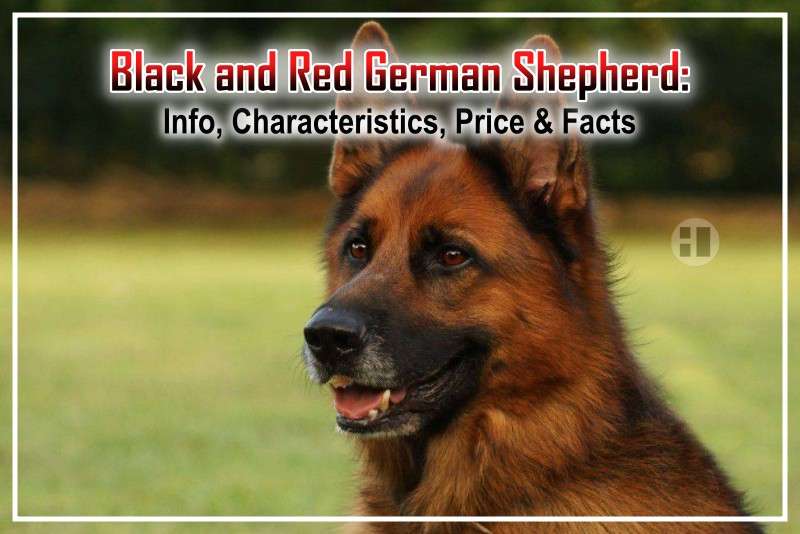 Black and Red German Shepherd Info, Characteristics, Price & Facts