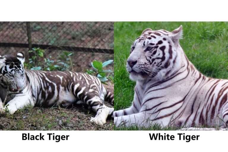 Black and White Tigers