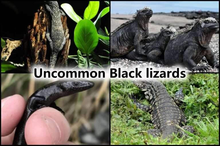 Black lizards