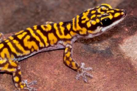 Black and Yellow Striped Gecko