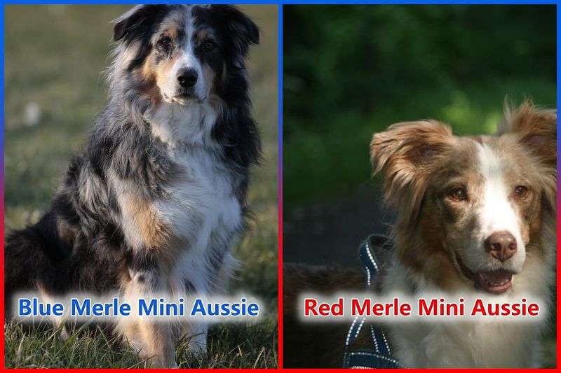 Blue Merle Mini Aussie vs Red Merle Mini Aussie