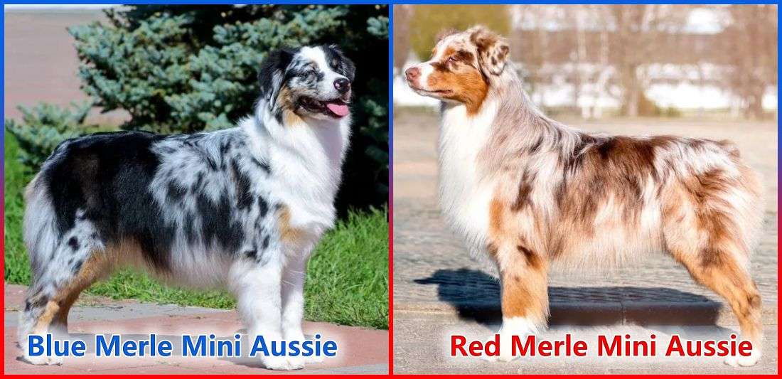 Blue Merle Mini Aussie vs Red Merle Mini Aussie