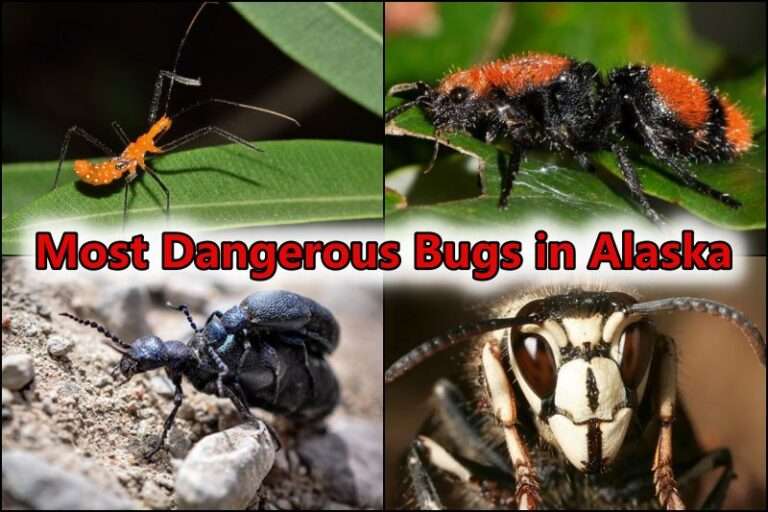 Bugs in Alaska