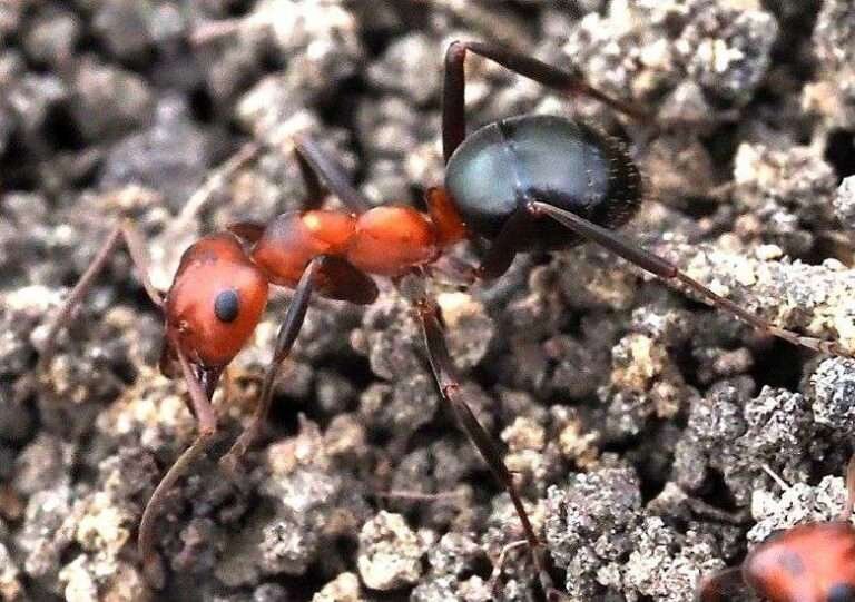 15 Dangerous Bugs in Alaska (Wild Insects 2023) - HowitSee