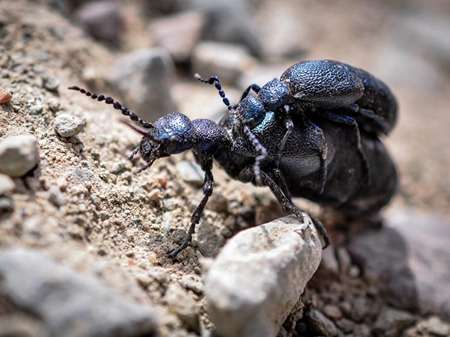 Black Blister Beetles