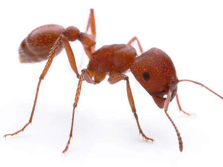 Western Harvester Ants