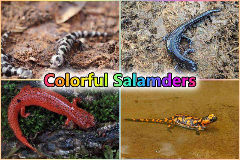 Colorful Salamanders