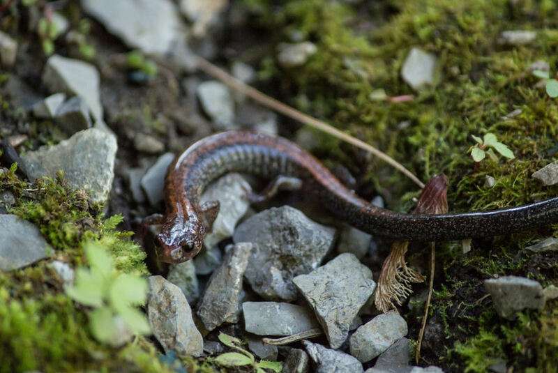 Southern Red backed Salamander