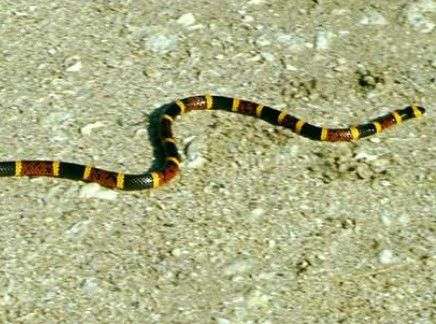 Common Coral Snake
