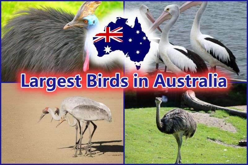 Largest Birds in Australia