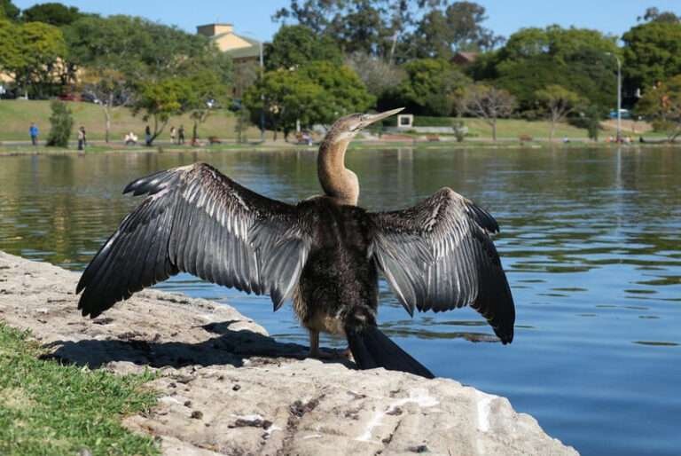 View of Top 15 Largest Birds in Australia (With Pictures 2023) - HowitSee