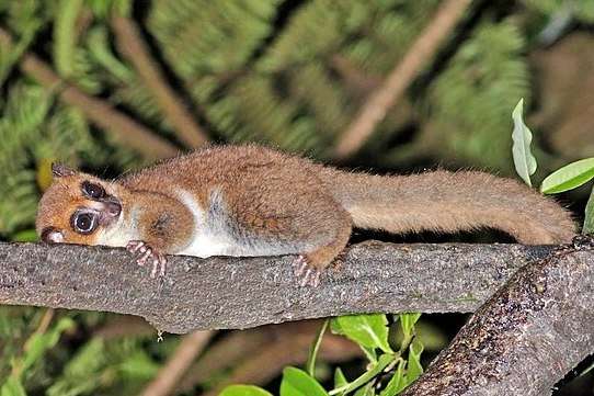 Groves Dwarf Lemur