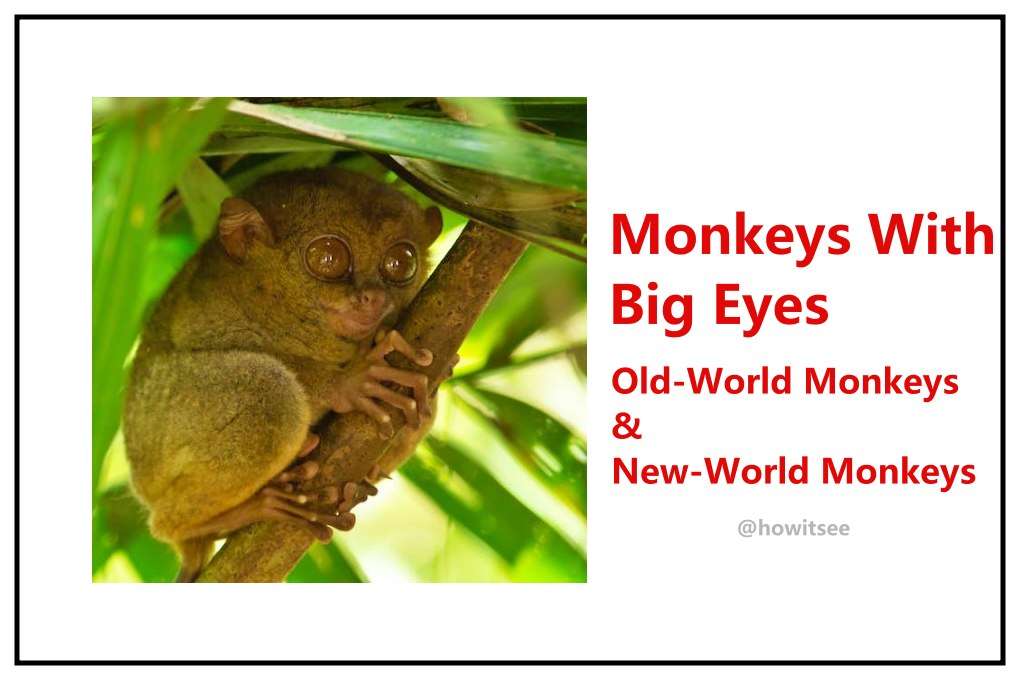 Top 10 Monkeys with Big Eyes on Earth | Primates Too (2023) -