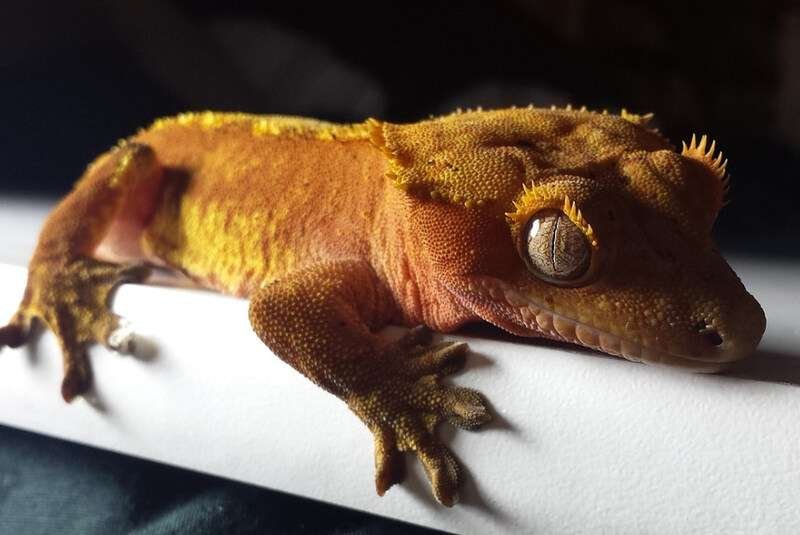 Crested Gecko