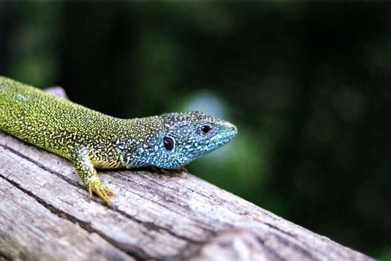 European Green Lizard