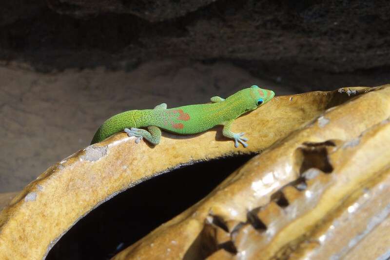 Gold day dust Gecko