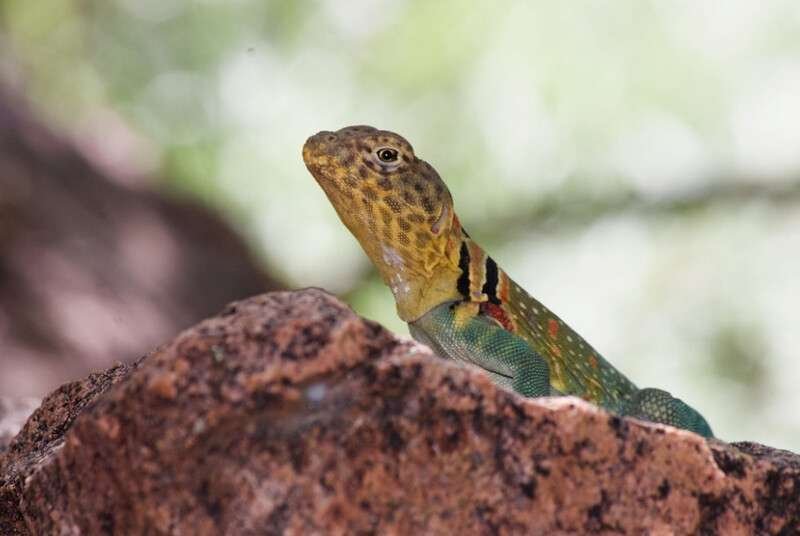 Common Collared Lizard