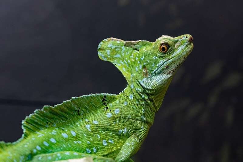 Plumed Basilisk