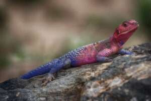 15 Most Colorful Lizards That Will Blow Your Mind (With Pictures