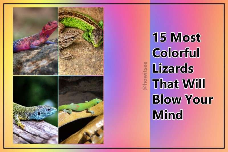 Most Colorful Lizards