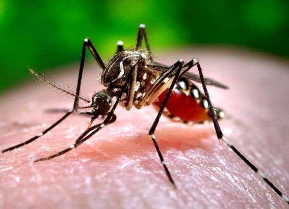 Aedes Mosquito